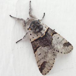 Furcula bifida Furcula bifida
